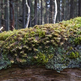 Metsän hyödyntämättä jättäminen tuntuu olevan ainoa oikea ympäristöteko, kirjoittaa Matti Nikkilä.