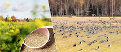 Uuden tukijärjestelmän on tarkoitus kannustaa esimerkiksi pölyttäjäkasvien viljelyyn ja monipuolistamaan viljelykiertoja. Pölyttäjäkasviksi hyväksyttäisiin myös rypsi ja rapsi. Lintupelloiksi hyväksyttävät lohkot määräytyvät jatkossa paikkatiedon mukaan, samoin suojavyöhykkeet, joita voi perustaa vain eroosioherkille alueille vesistöjen varrelle.