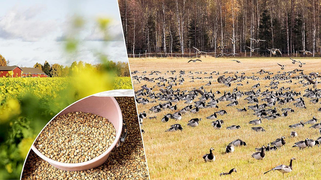 Uuden tukijärjestelmän on tarkoitus kannustaa esimerkiksi pölyttäjäkasvien viljelyyn ja monipuolistamaan viljelykiertoja. Pölyttäjäkasviksi hyväksyttäisiin myös rypsi ja rapsi. Lintupelloiksi hyväksyttävät lohkot määräytyvät jatkossa paikkatiedon mukaan, samoin suojavyöhykkeet, joita voi perustaa vain eroosioherkille alueille vesistöjen varrelle.