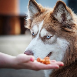 Koiran voi myös opettaa etsimään ruokasieniä, kuten kantarelleja.