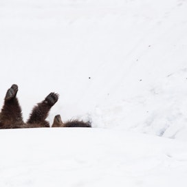 Korkeasaaren karhut kirmasivat lumen sekaan heti talviunilta herättyään. Toinen karhuista innostui laskemaan mäkeä alas mahallaan.