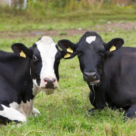 Noin 75 prosenttia maatalouden myyntituloista tulee Etelä-Savossa maidon ja naudanlihan tuotannosta.
