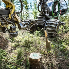 Metsäkeskus tarkastaa vuosittain maastossa hakkuun yhteydessä noin 10 prosenttia jokaisen puunhankkijan käyttämistä koneista todetakseen kantokäsittelyn laadun.