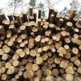 Metsäteollisuus ry:n jäsenet ostivat viime viikolla 716 631 kuutiometriä puuta metsänomistajilta.