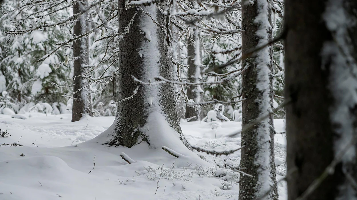 Ruotsissa metsämaan hintojen pohja saavutettiin todennäköisesti viime vuoden alkupuolella ennen korkojen laskua.