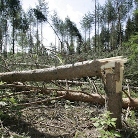 Trombi voi katkoa isojakin puita.