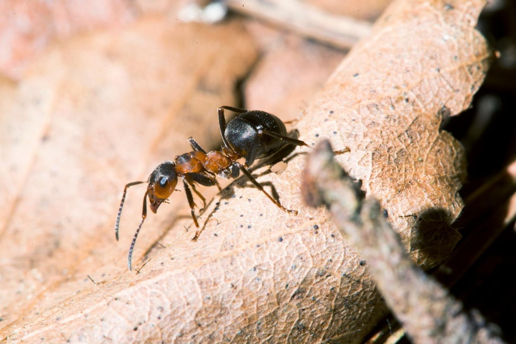 Näin paikallistat hevosmuurahaisen pesän rakennuksesta – valtaosa  muurahaisista on harmittomia, eikä torjunnassa tarvita myrkkyjä - Uutiset -  Maaseudun Tulevaisuus