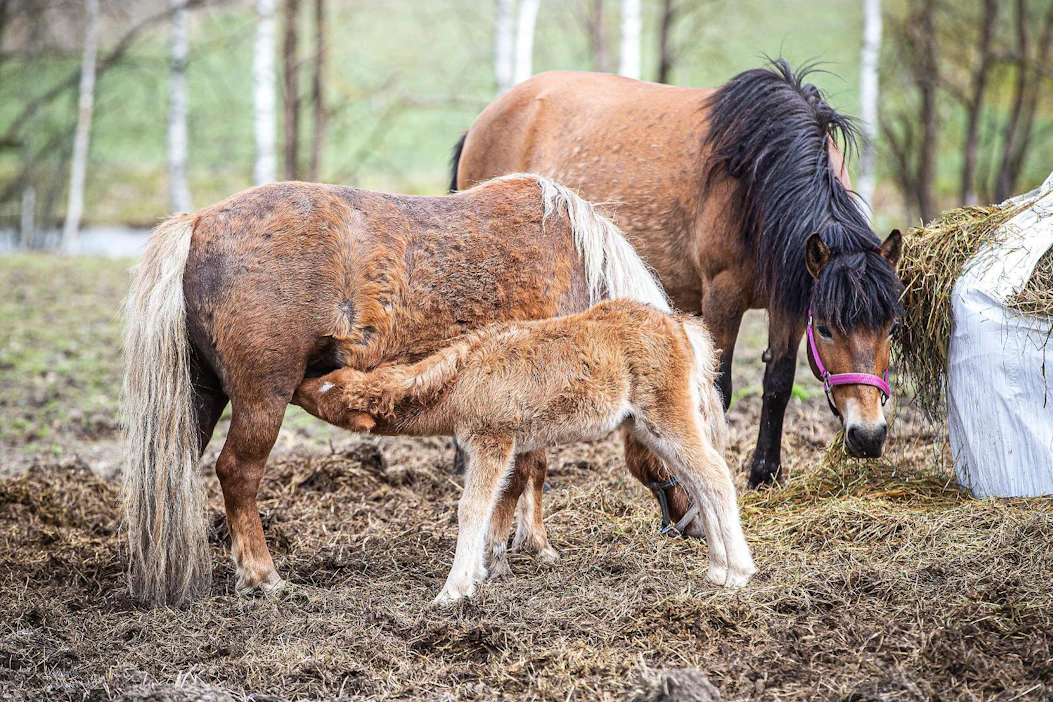 Uusi jalostuskausi on pian aluillaan. Poni- ja ratsuoriiden arvostelut pidetään niin hevosten kuin ihmisten tautitilanteen vuoksi vasta kuukauden kuluttua vapun tienoilla.