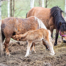 Uusi jalostuskausi on pian aluillaan. Poni- ja ratsuoriiden arvostelut pidetään niin hevosten kuin ihmisten tautitilanteen vuoksi vasta kuukauden kuluttua vapun tienoilla.
