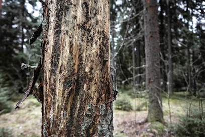 Kaarnakuoriaisiin kuuluva kirjanpainaja on vaurioittanut tänä vuonna Ruotsissa kuusikoita kahdeksan miljoonan kuutiometrin edestä.