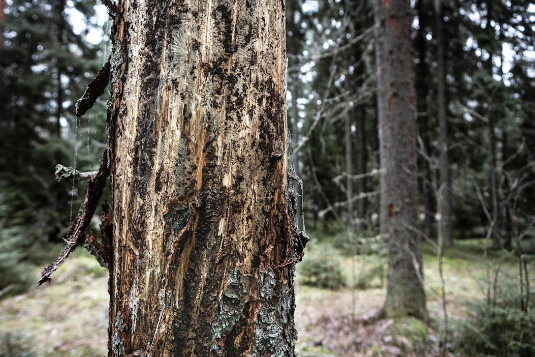 Kaarnakuoriaisiin kuuluva kirjanpainaja on vaurioittanut tänä vuonna Ruotsissa kuusikoita kahdeksan miljoonan kuutiometrin edestä.