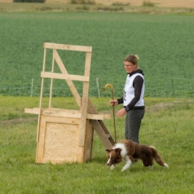 Michaela Wikberg voitti viikonloppuna paimennuksen SM-kilpailut koiransa Sunen kanssa. Sune on väritykseltään tavanomaista mustavalkoista bordercollieta harvinaisempi muunnos.