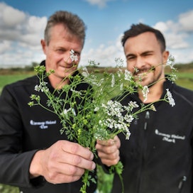 Caraway Finlandin tehtaanjohtaja Dan Kjällberg (vas) ja toimitusjohtaja Mark Engelholm esittelivät kukkivaa korianteria pari vuotta sitten.