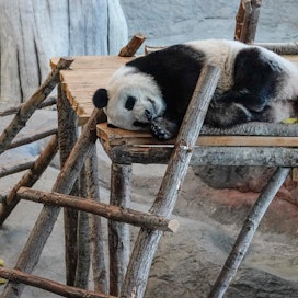Pandatalo avattiin virallisesti maaliskuussa viime vuonna.