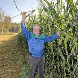 Maissisäilörehu Tapio Helin Lähes korjuuvalmis maissipelto