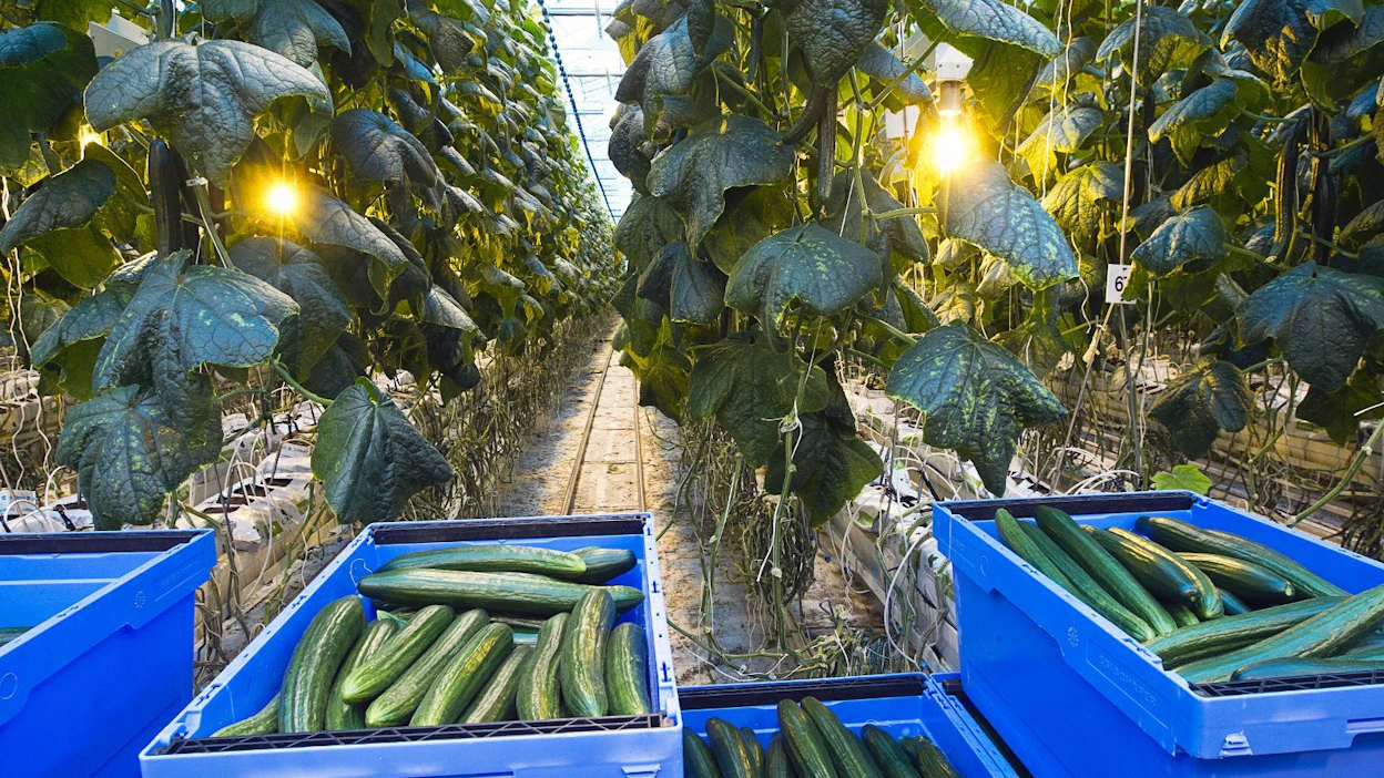 Noin 250 puutarhaa viljelee kasvihuonekurkkuja. Vuodessa ne tuottavat satoa 38 miljoonaa kiloa.
