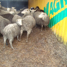 Kuvan lampaat lopetettiin Maalahdessa eläinsuojelullisiin syihin vedoten. Omistajaa epäillään törkeästä eläinsuojelurikoksesta.