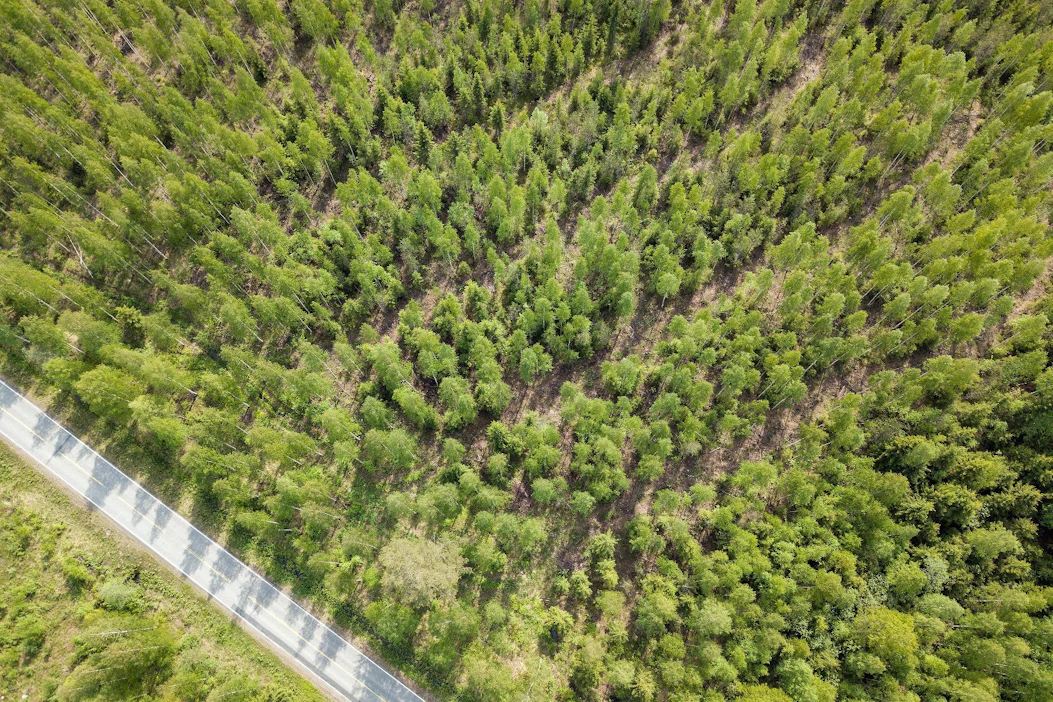 Korkean suojeluarvon luokitus koskee suomalaisia talousmetsiä, vaikkei metsänomistaja olisikaan sertifioinut metsiään FSC:n alle.