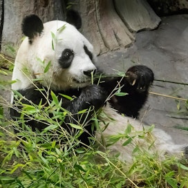 Lumi-pandalle maistui kotimainen bambu joulukuussa Ähtärin eläintarhassa.