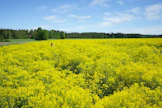 Kukkiva morsinkoniitty on huikea näky. Nivalan Aittoperällä otetussa kuvassa on mukana myös luonnonväriyrittäjä Pasi Ainasoja.