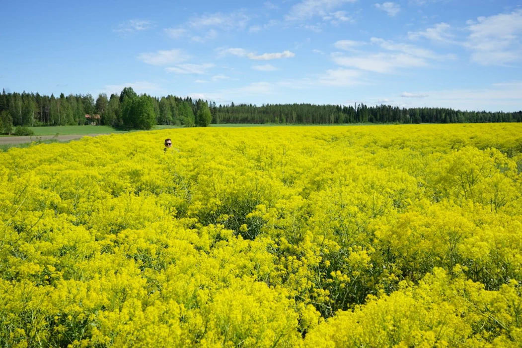 Kukkiva morsinkoniitty on huikea näky. Nivalan Aittoperällä otetussa kuvassa on mukana myös luonnonväriyrittäjä Pasi Ainasoja.