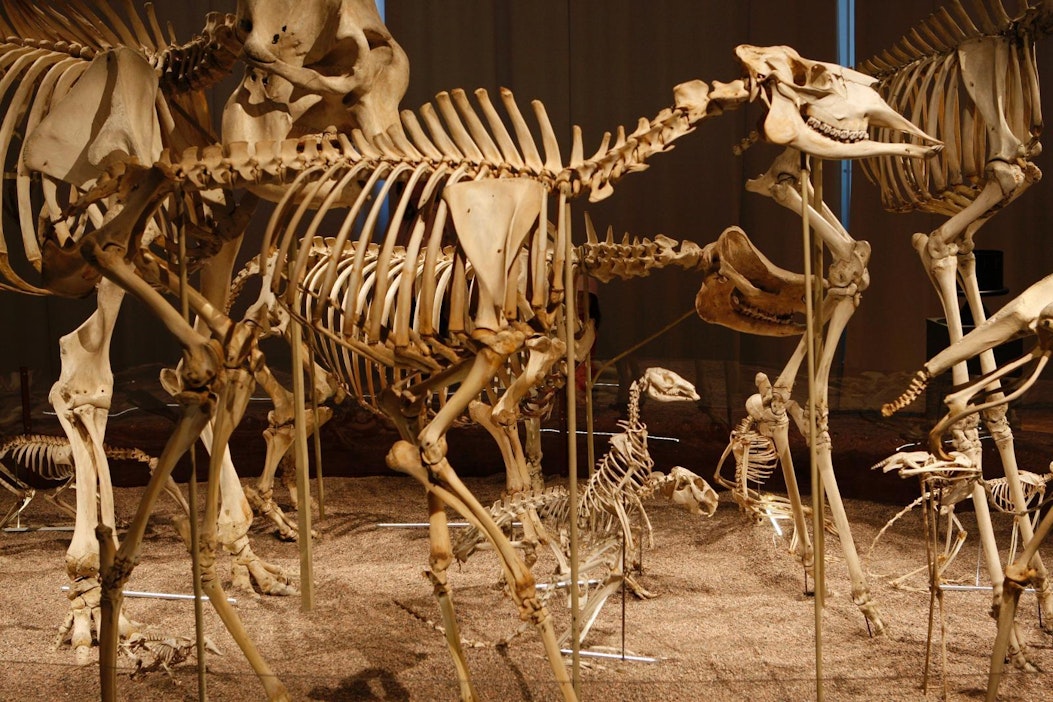 Helsingin luonnontieteellinen liittyy kesällä museokortti-kohteiden joukkoon.