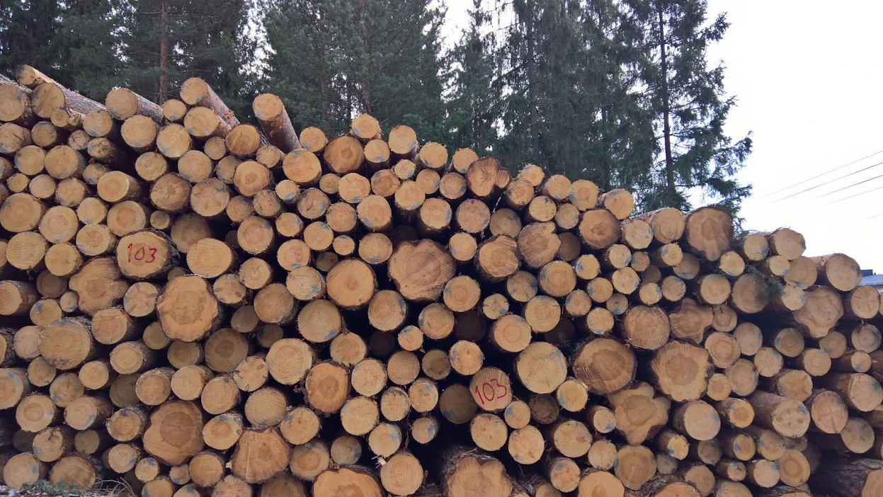 Metsänomistajien kantohintaodotukset ovat maltilliset.