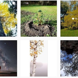 Minä ja mun puu- tunnisteella julkaistuja kuvia Instagramissa.