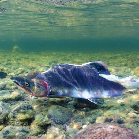 Kuvassa kyttyrälohi kudun jälkeen Tenojoella. Kala on vielä hengissä, mutta sen pyrstö on tuhoutunut jo lähes kokonaan.