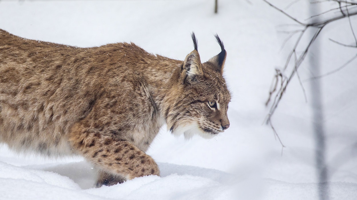 Metsästyksen on tarkoitus alkaa Ruotsissa 1. maaliskuuta.