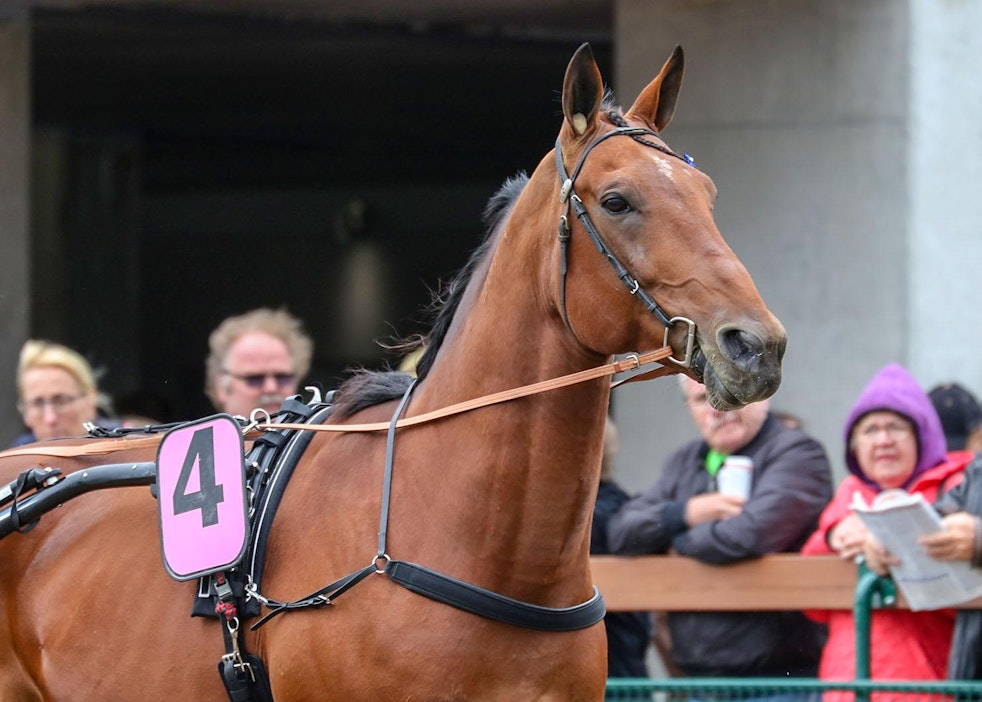 Victory Bonsai hakee uutta vauhtia monté-uralleen kesälaitumelta käsin.