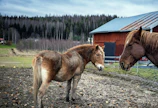 Hevosten koronavirus leviää lannassa. Se voi siis levitä hevosesta toiseen paitsi tarhasta tai karsinan rakenteista myös varusteista tai ihmisten käsistä, vaatteista ja jalkineista. (Kuvituskuva.)