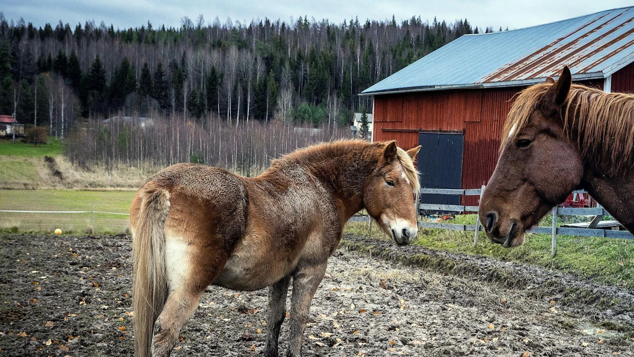 Hevosten koronavirus leviää lannassa. Se voi siis levitä hevosesta toiseen paitsi tarhasta tai karsinan rakenteista myös varusteista tai ihmisten käsistä, vaatteista ja jalkineista. (Kuvituskuva.)