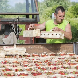 Ukrainalainen työntekijä lastaa mansikoita myyntiin vietäväksi. Puolalaisia raskas keruutyö ei kiinnosta, joten marjaviljelmillä ahkeroi pääasiassa ukrainalaisia. Michał Ozdoba