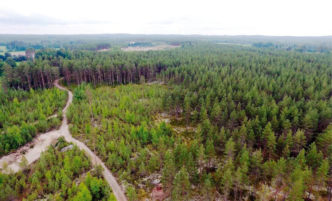 Kun etäisyys on sopiva, melko laajastakin kuvasta erottuu jokainen puu erikseen.