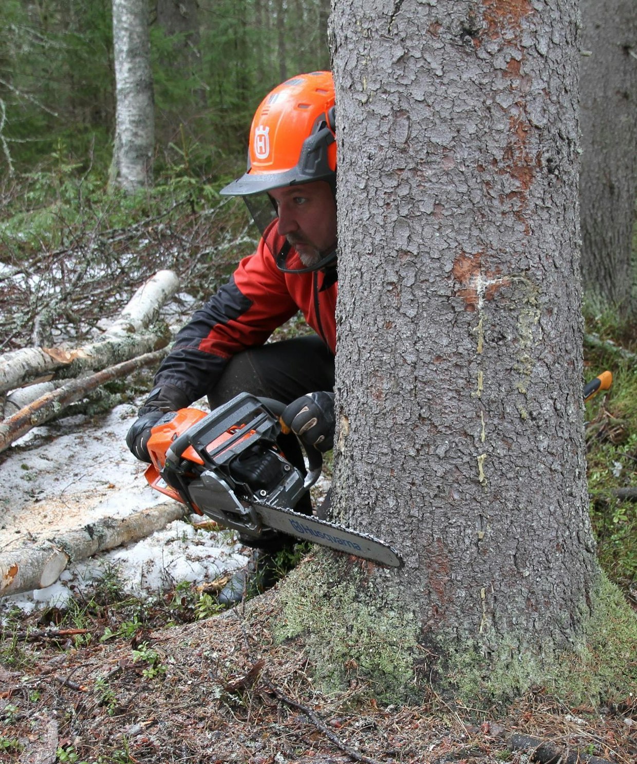 Kaatokolon teossa on heti yläsahauksen aloituksessa syytä opetella käyttämään sahan kaatosuuntausviivoja. Näin kaatokolo muodostuu heti oikeaan suuntaan, eikä korjauksia tarvita. Kaatokolon teossa yläsahaus tehdään aina ensimmäisenä, jotta alasahaus ei mene liian syvälle ja heikennä petollisesti pitopuuta. Tukkirunkoja tehtäessä voi tyven reunojen repeämistä estää matalalla viiltosahauksella pitopuun molempiin sivuihin.