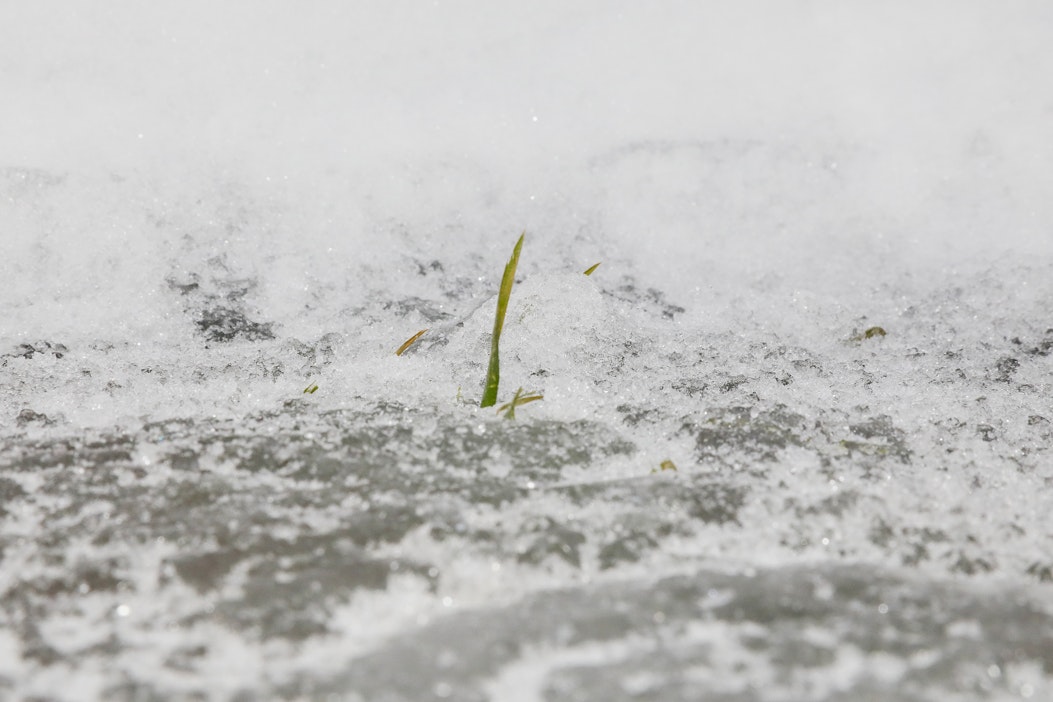 Jääkansi peitti syysvehnäkasvustoja Kemiönsaarella vielä helmikuun lopussa.