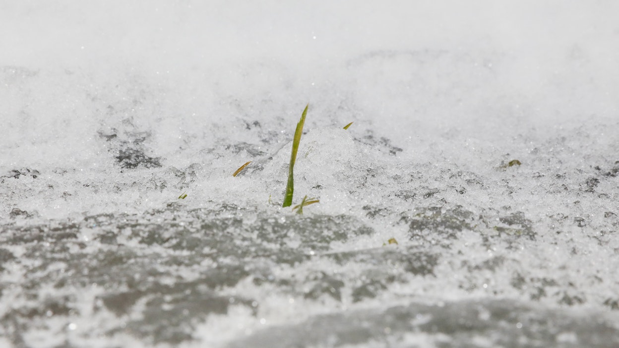 Jääkansi peitti syysvehnäkasvustoja Kemiönsaarella vielä helmikuun lopussa. 