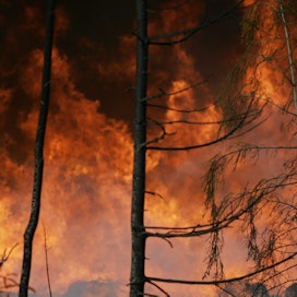 Maastopalot ovat tuhonneet Kanadan Albertassa yli sata hehtaaria. Kuva suomalaisesta metsästä.