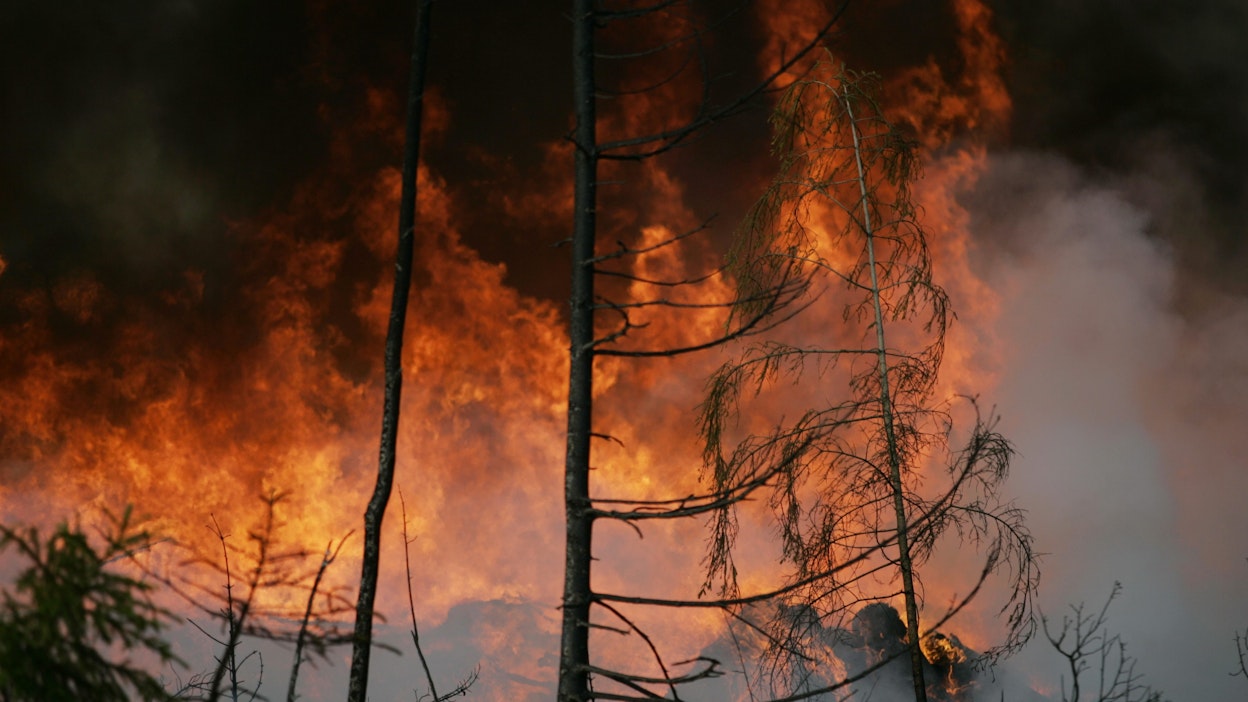 Metsäpalosta tulee erityisen tuhoisa, jos tuli leviää maastopalosta latvapaloksi.