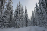 Metsänomistajille voitaisiin maksaa siitä, että he siirtävät hakkuita, ministeri Krista Mikkonen ehdottaa.