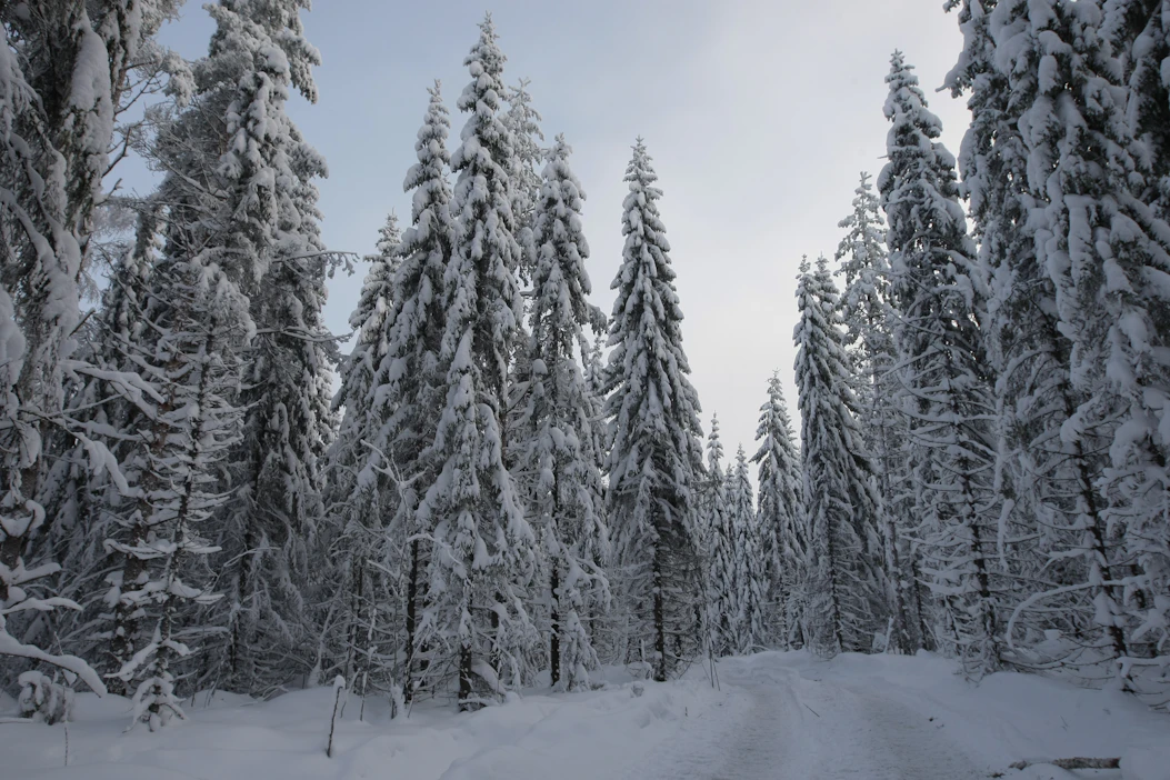 Metsänomistajille voitaisiin maksaa siitä, että he siirtävät hakkuita, ministeri Krista Mikkonen ehdottaa.