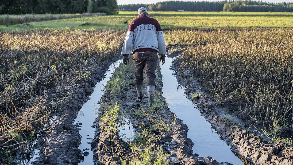 Lohdotun näky Karijoella sijaitsevalla perunapellolla viime vuoden elokuussa. Kuvituskuva