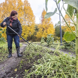 Katja Uski muokkaa kasvinjätteet syksyllä kevyesti maahan. 