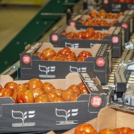 Kotimaisen tomaatintuotannon on arvioitu putoavan kohonneiden tuotantokustannusten takia tänä talvena jopa puoleen aiemmasta.