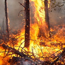 Ukrainan metsäpalojen määrä on 54-kertaistunut Venäjän hyökkäyssodan takia. 