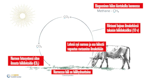 Biogeeninen hiilen kiertokulku poikkeaa fossiilisesta kierrosta kuin yö päivästä. Märehtijöiden päästämän metaanin hiili on aina peräisin ilmakehän hiilidioksidista. Muiden metaanin päästölähteiden hiili puolestaan ei  kierry tai tule suoraan ilmakehästä vaan eri tavoin maahan varastoituneista lähteistä. Siksi näiden ilmastoa lämmittävä vaikutuskin on erilainen.