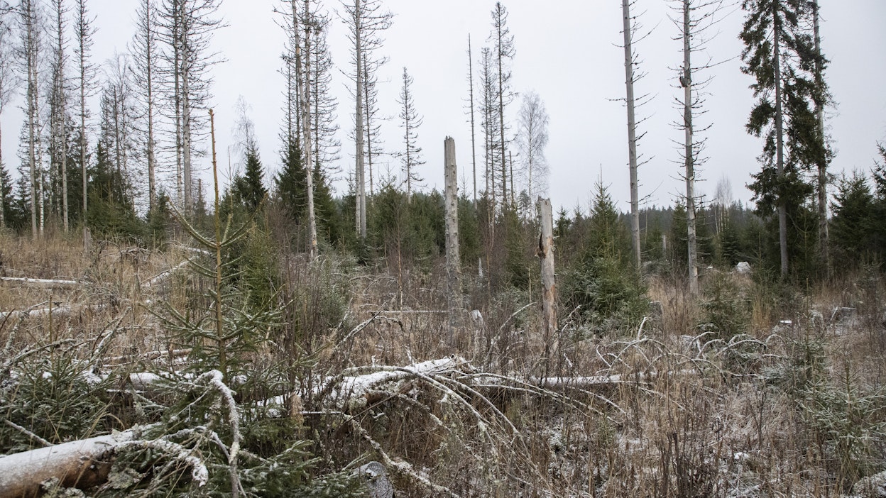Kirjanpainajatuhoja. Kuvituskuva.