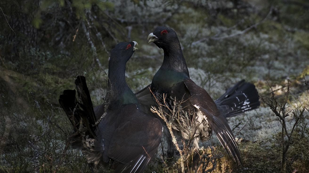 Soidinpaikkojen sijaintitiedot eivät ole julkisia.