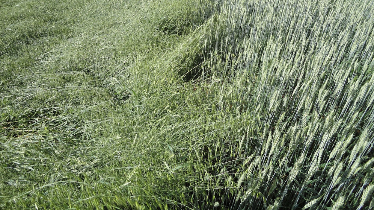 Hukkakaura aiheuttaa satotappioita.